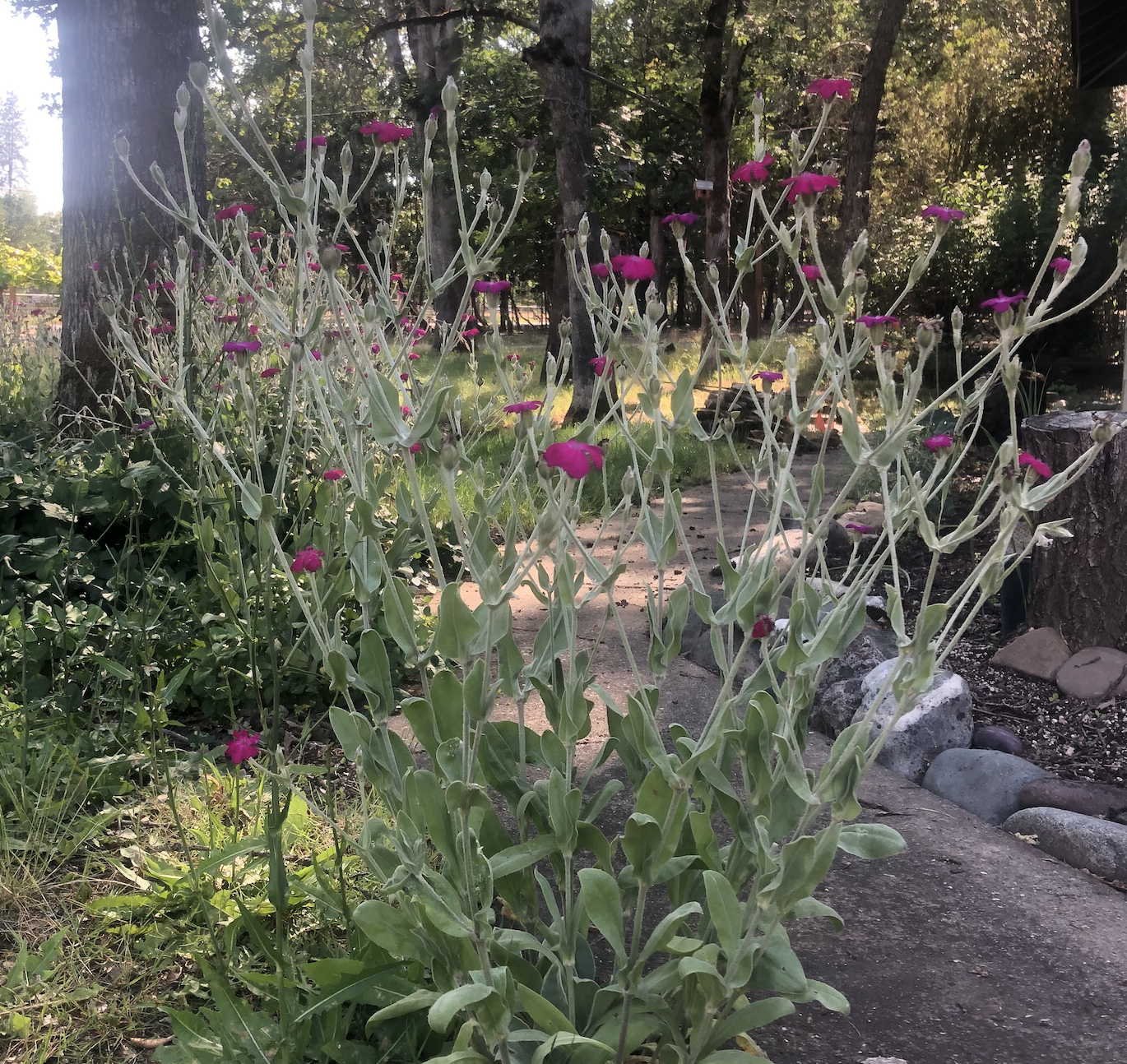 Rose-Campion-plant