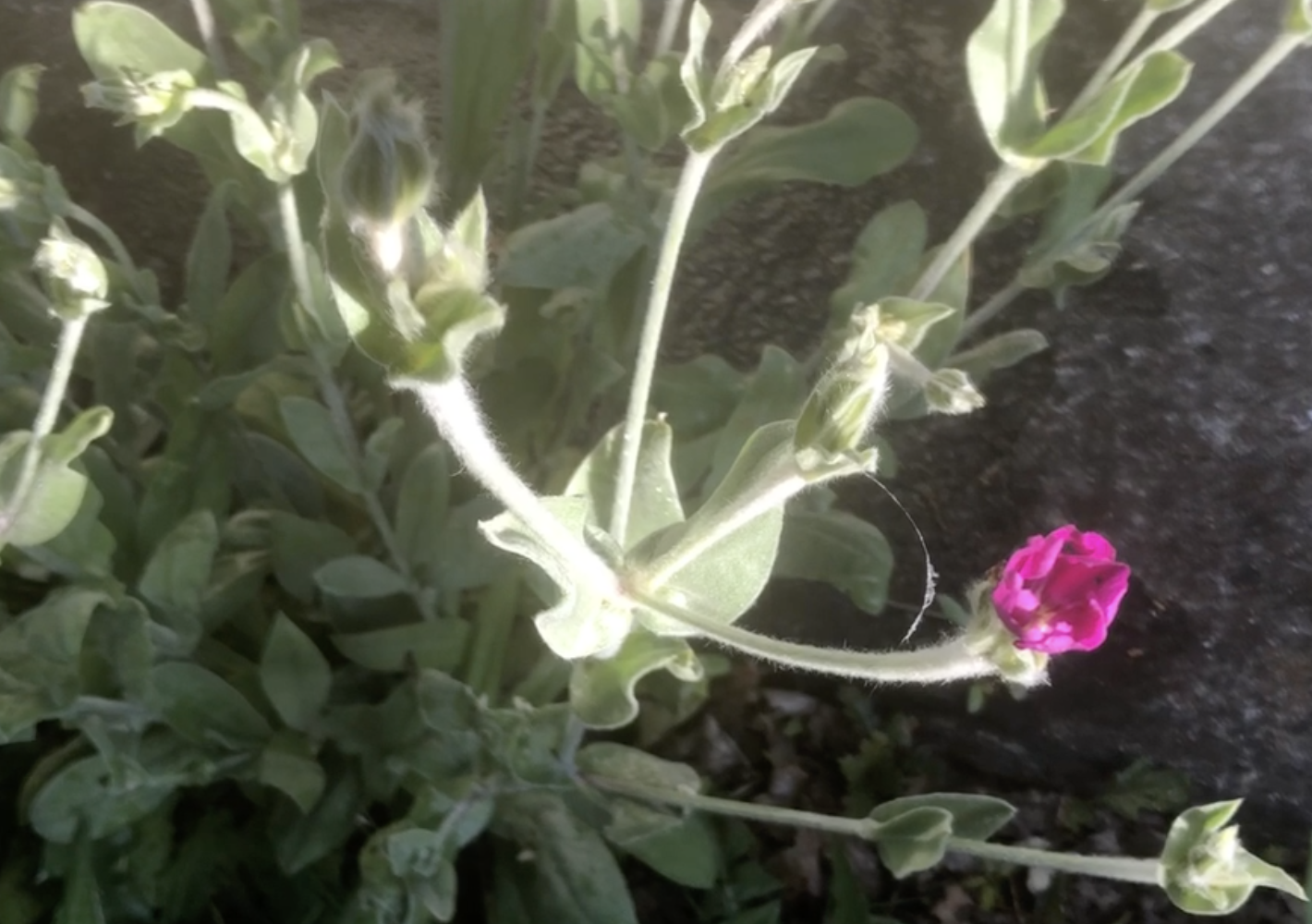 Rose Campion Flower