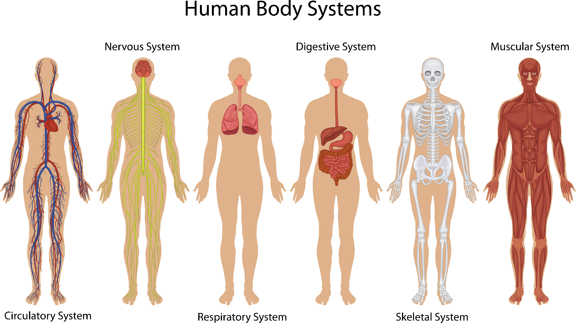 Human Body Systems