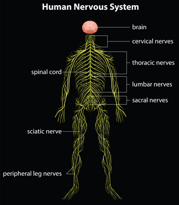 Essential Oils Cross the Blood-Brain-Barrier.