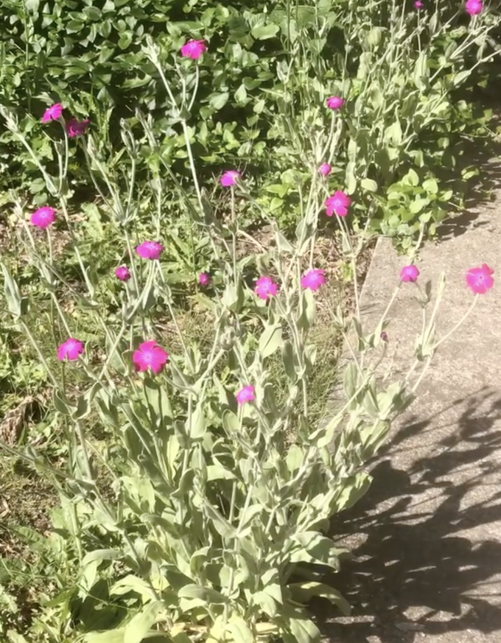 Rose Campion Full Sun