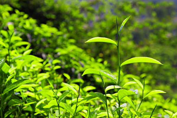 Melaleuca Essential Oils