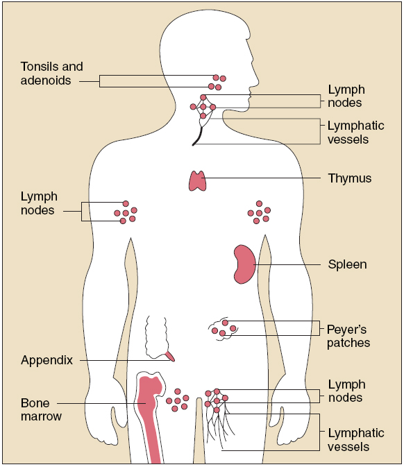 Improve Your Immune System Organs